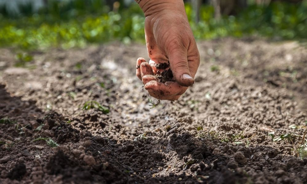 Reasons Why Farmers Should Compost