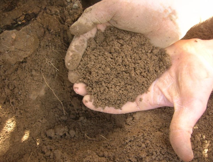 Loose Crumbly Soil in Hands